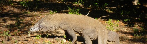 Where to invest in Indonesia