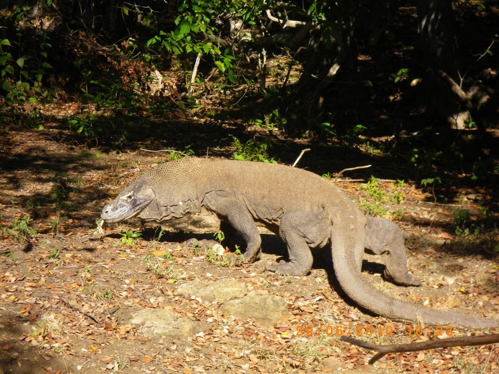 Where to invest in Indonesia